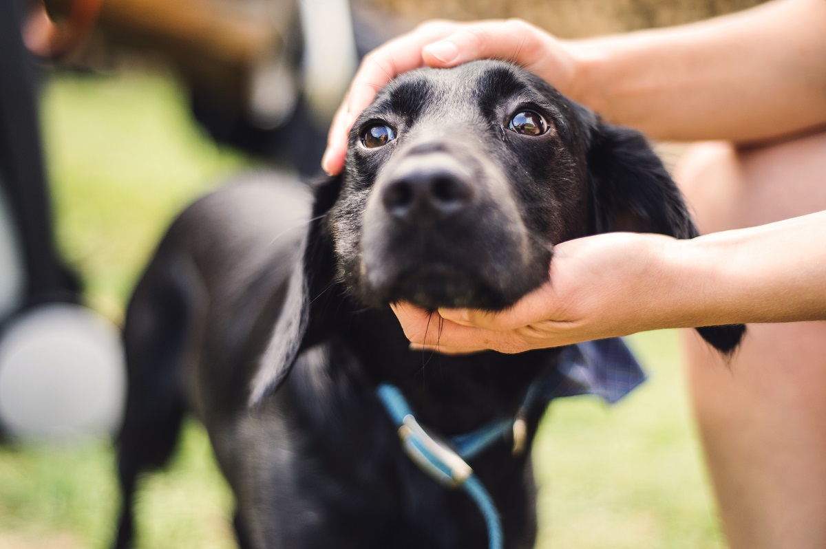 Cachorros estressados: causas, sintomas e tratamento