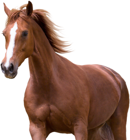 Produtos para Equino