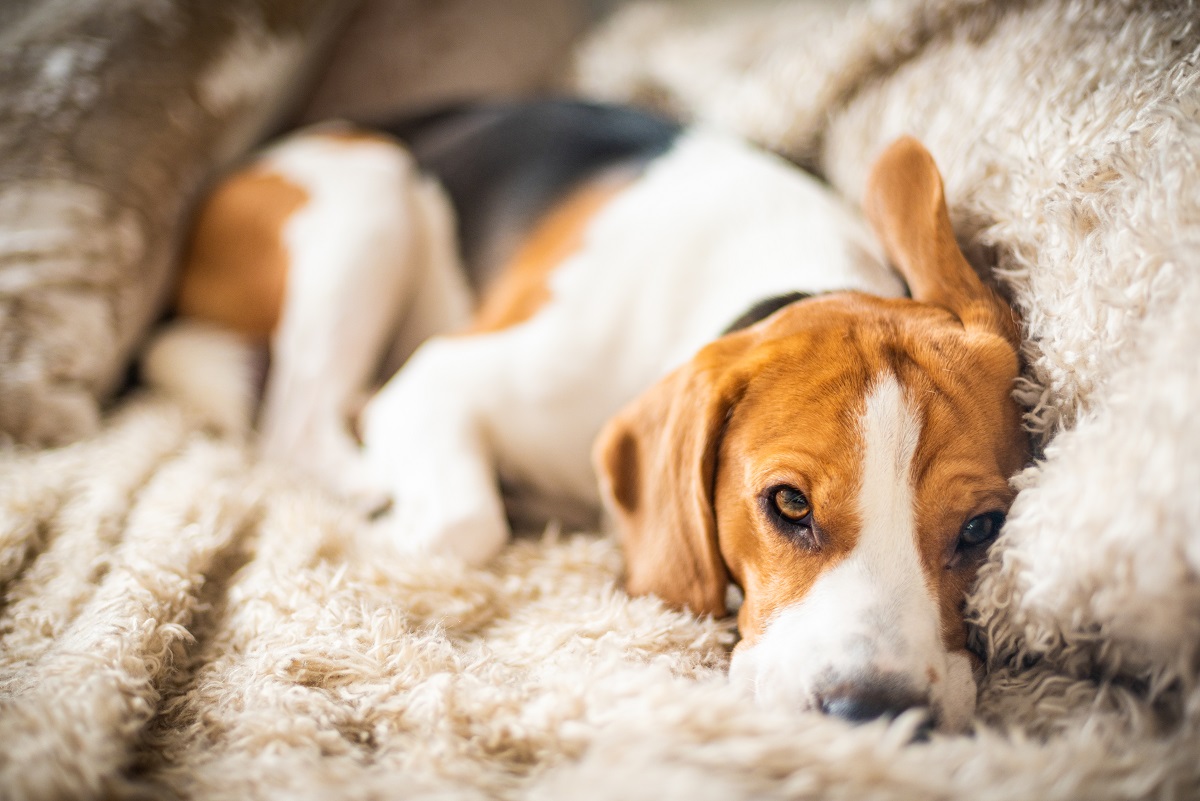 Por que cães têm medo de fogos de artifício?