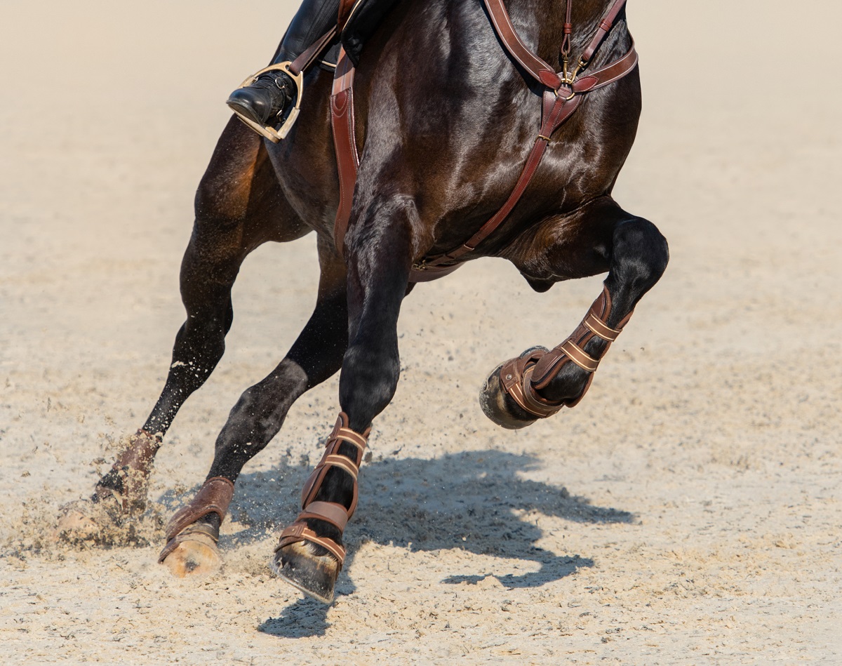 Quais benefícios os nutrientes podem oferecer ao cavalo durante as competições?