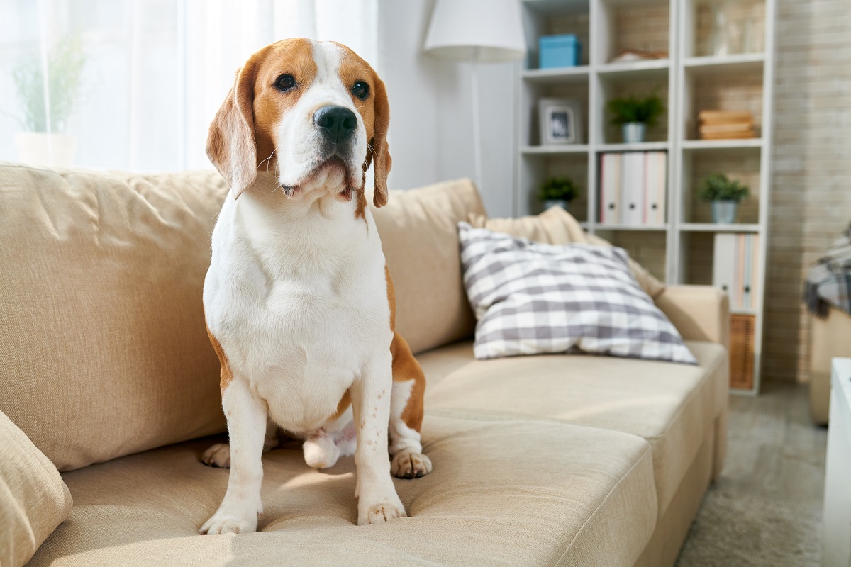 Cachorro com ansiedade: como ajudar seu pet?