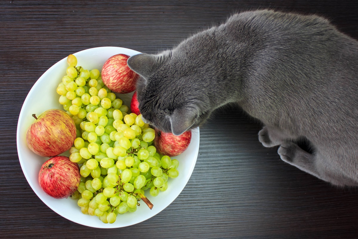 11 frutas que gatos podem comer