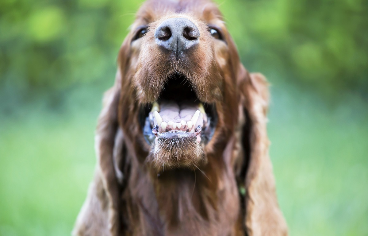 Como manter a higiene bucal do cachorro? 7 dicas