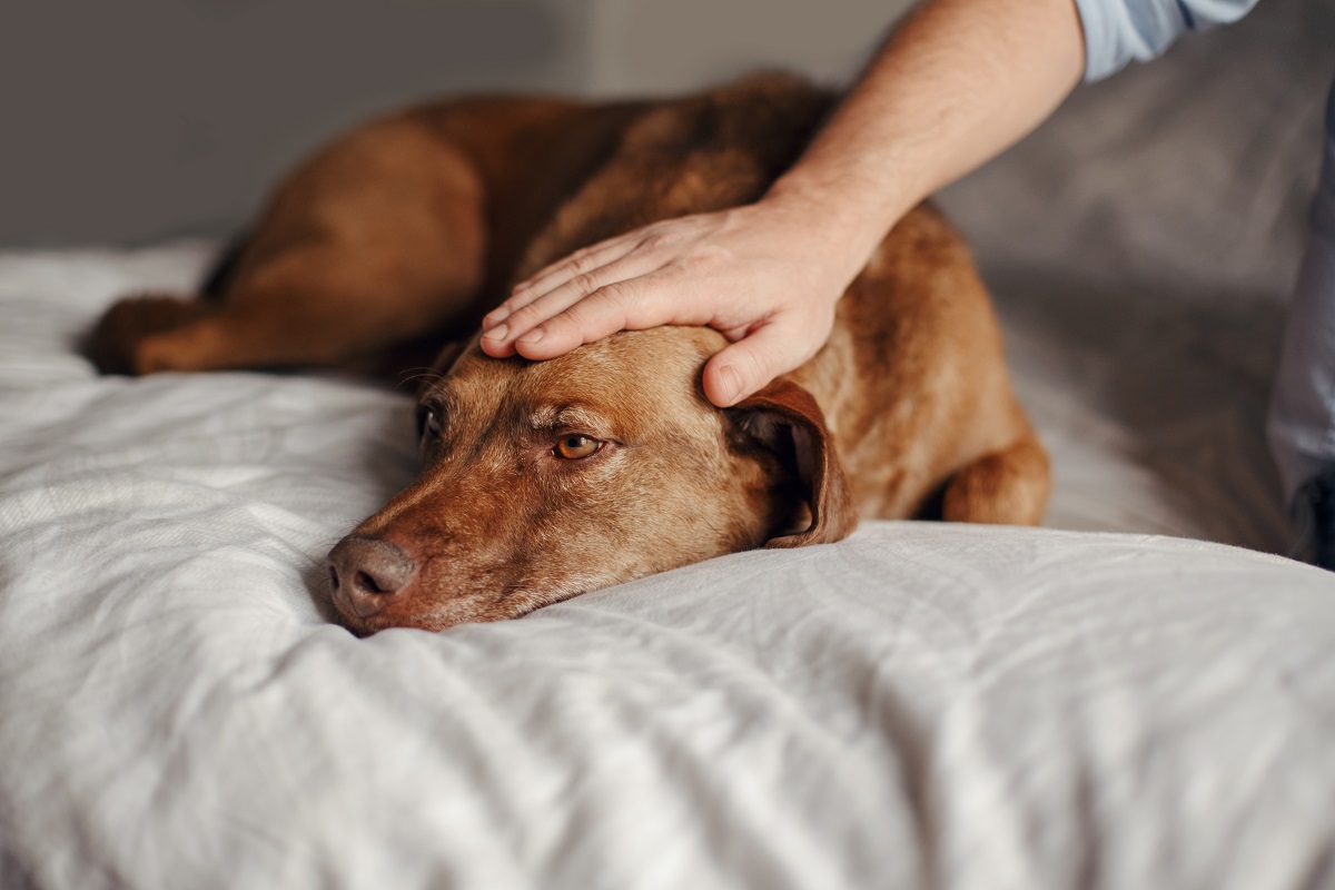 Quais são os cuidados necessários após a castração do meu pet?