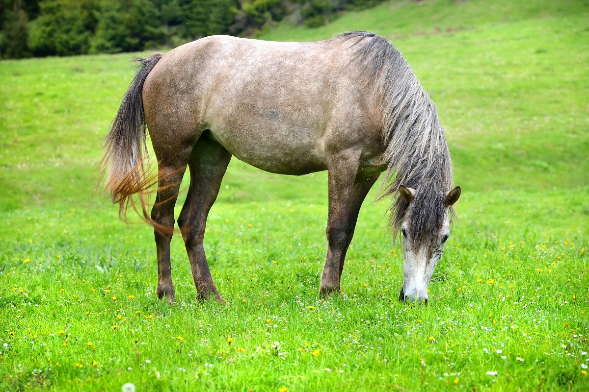 Conheça 5 vilões da saúde intestinal dos cavalos