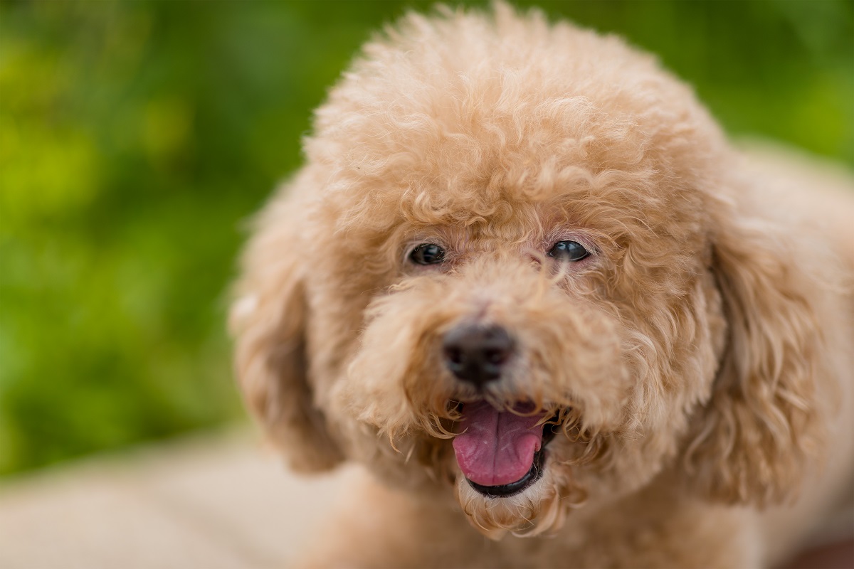 O cachorro que ganhou o Brasil: o vira-lata - Organnact