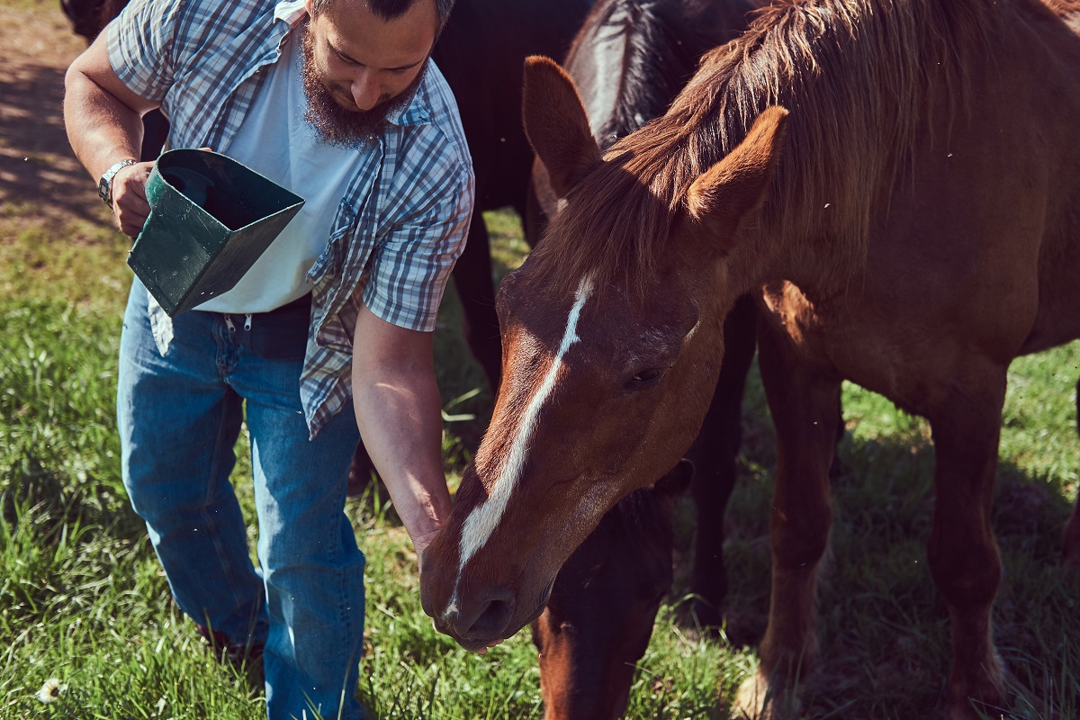 Você sabe para que serve um suplemento na dieta de um cavalo?