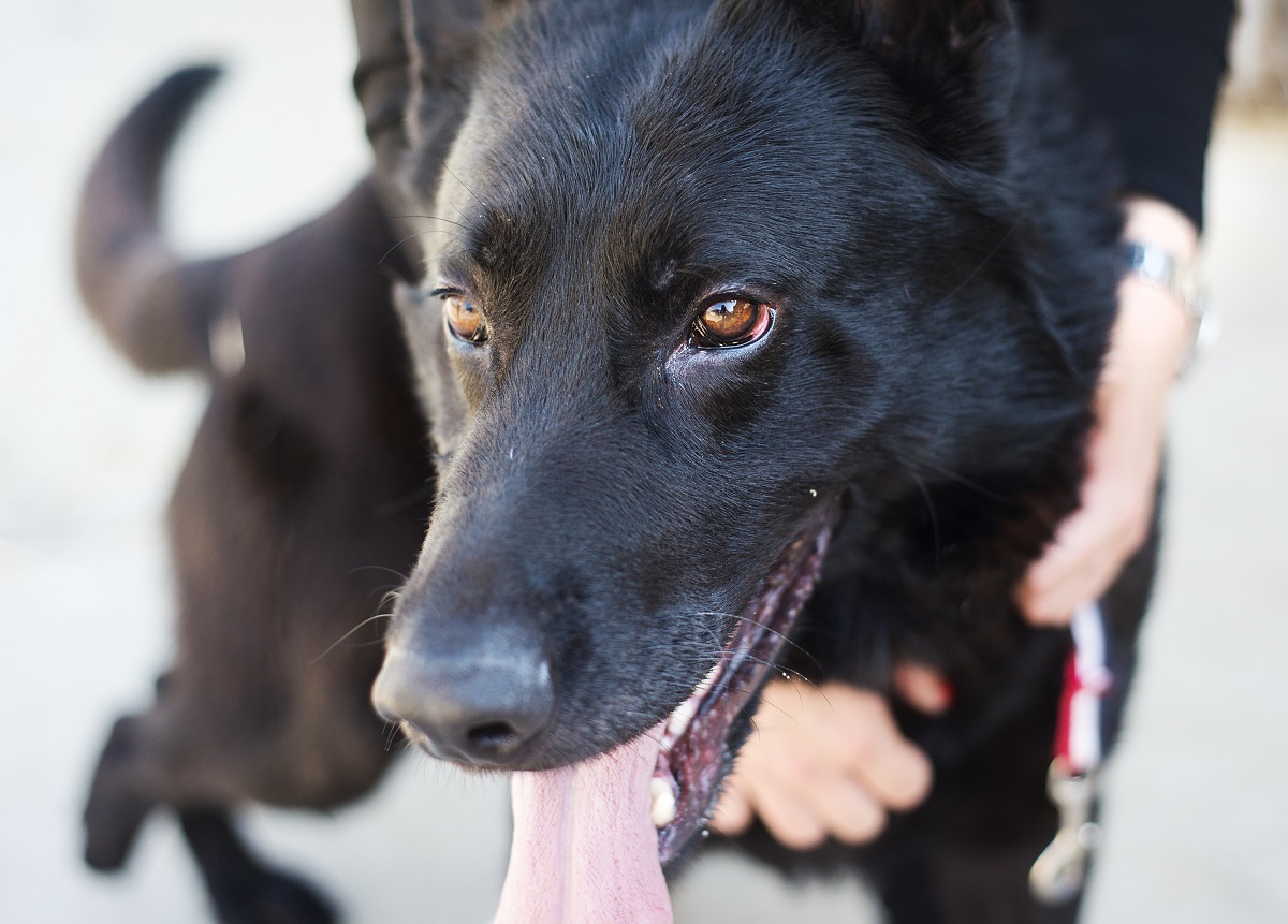 Saúde do cão: Tudo que você precisa saber