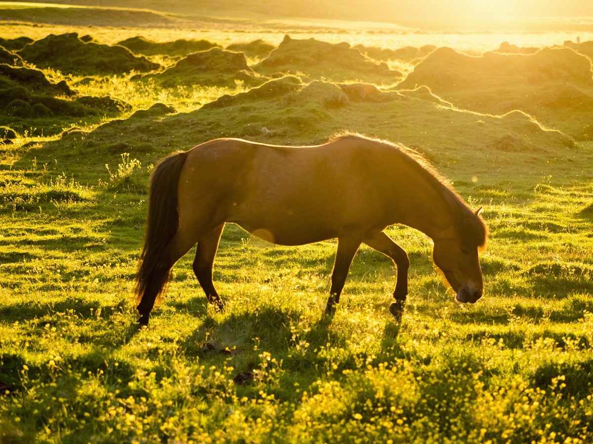 Cuidados especiais com os cavalos durante o verão