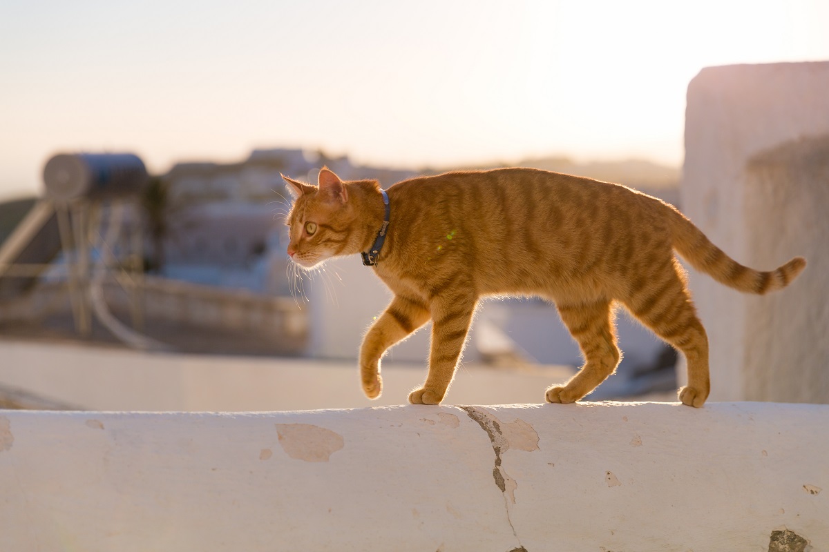 Estudo mostra onde seu gato vai quando está sozinho