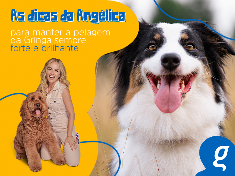 As dicas da Angélica para manter a pelagem da Gringa sempre forte e brilhante