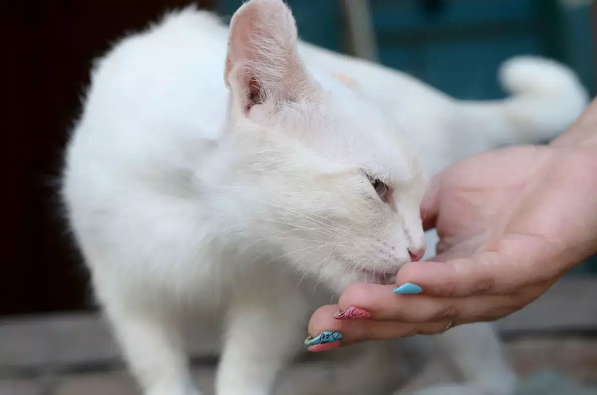 5 odores que gato nenhum gosta