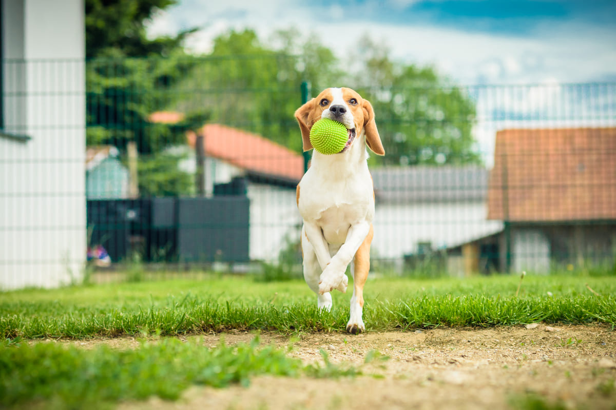 Como manter a disposição do seu cãozinho!
