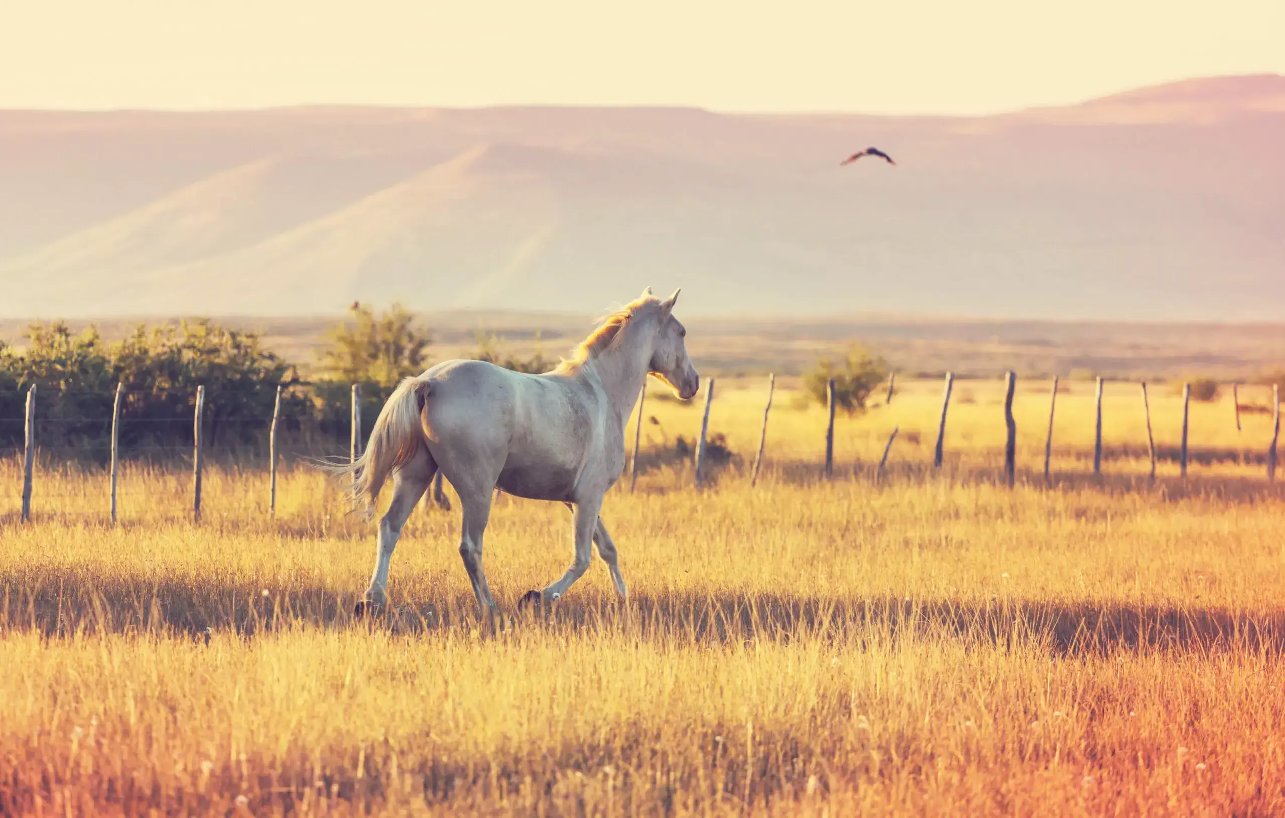 4 dicas para manter os pelos do cavalo brilhando
