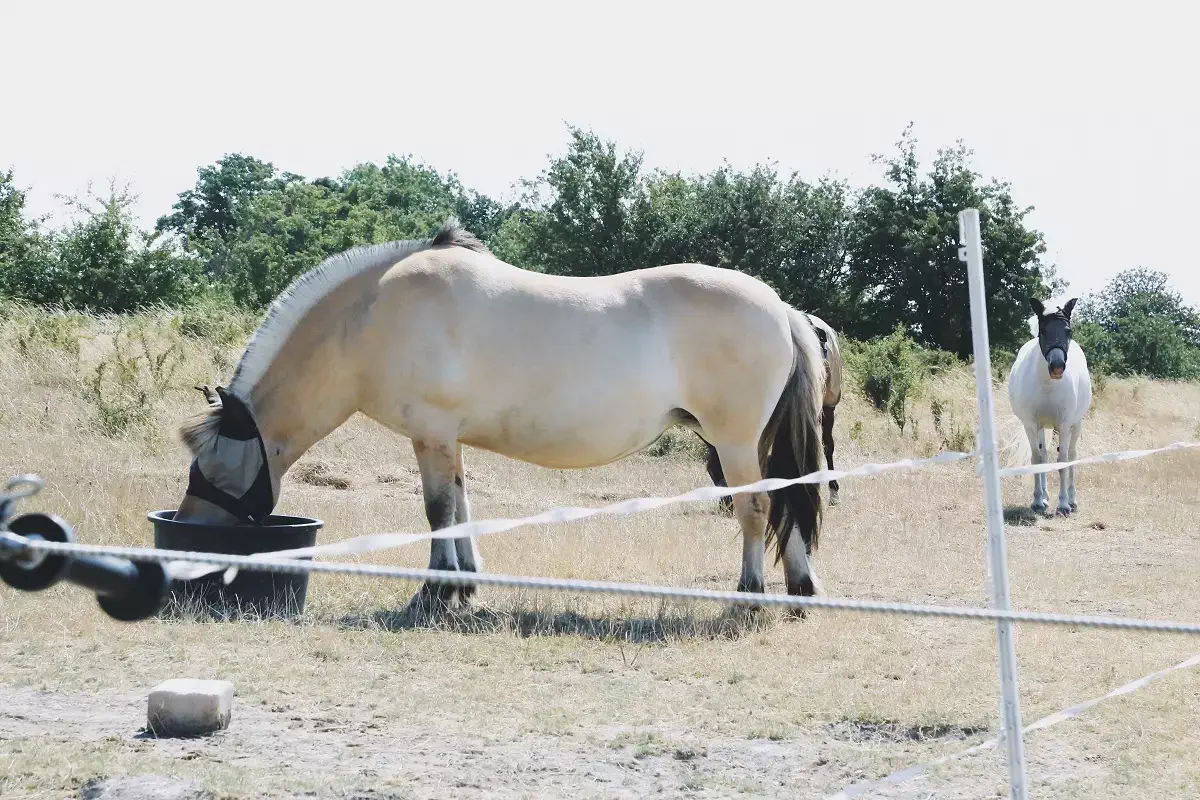 Afinal, o que é conceito de proteína ideal?