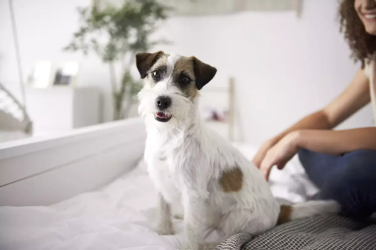 Dica de adestrador: ensine seu cão a sentar com André Gaspar