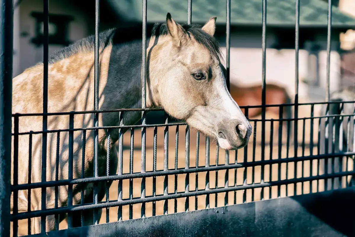 Cavalo com bicheira? Saiba como tratar