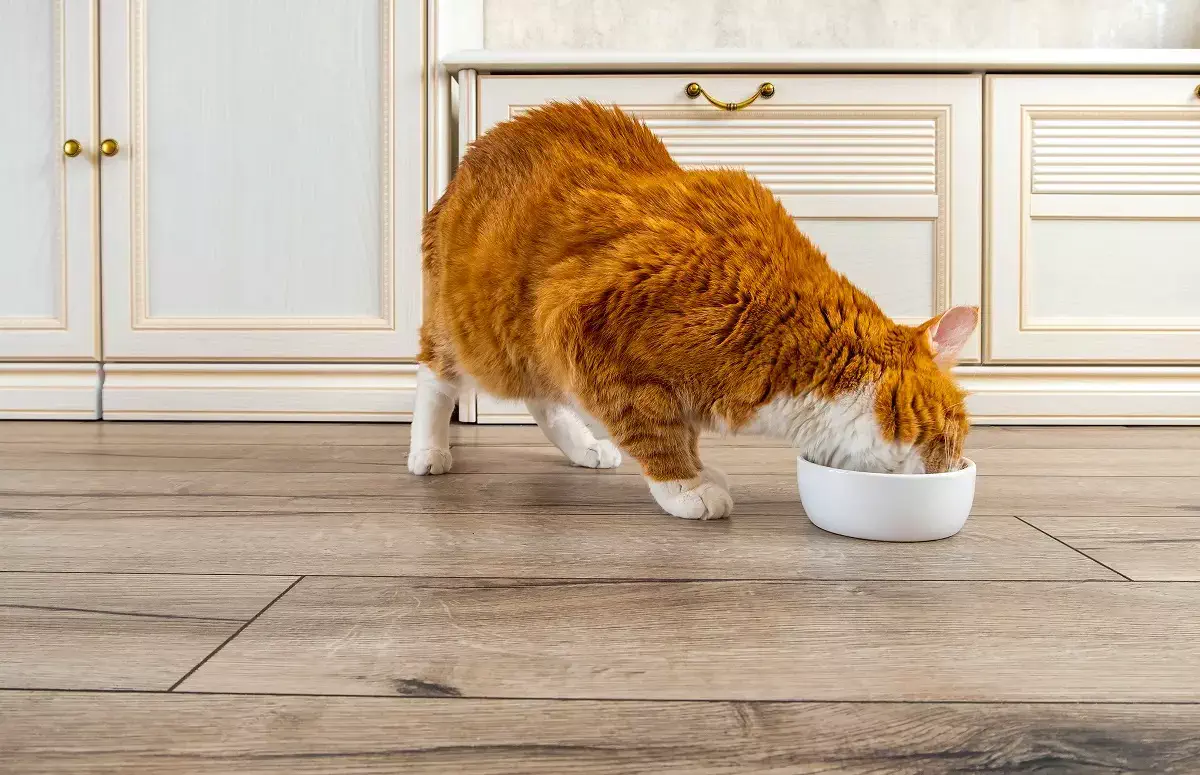 Meu gato precisa de taurina? Saiba tudo sobre o assunto! 