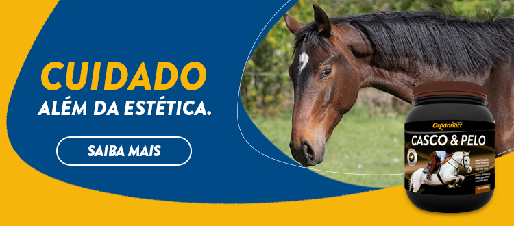 Saiba o que é necessário para ter um cavalo como animal de