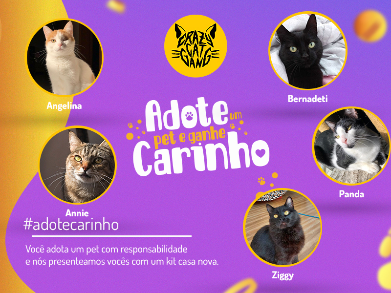 Adote um pet e ganhe carinho: conheça os pets da Crazy Cat Gang