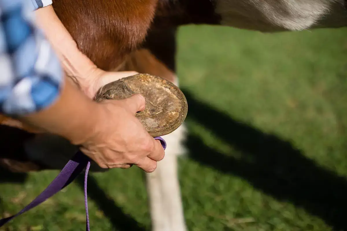 Você deve cuidar dos cascos do seu cavalo, senão…