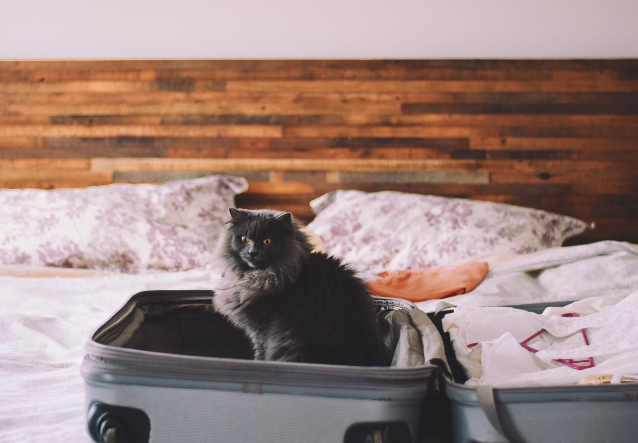 Gatos e mudança: 5 dicas para tornar esse momento mais tranquilo para o pet