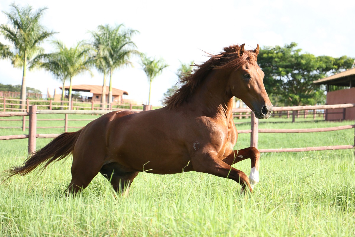 Conheça mais sobre o Cavalo Mangalarga