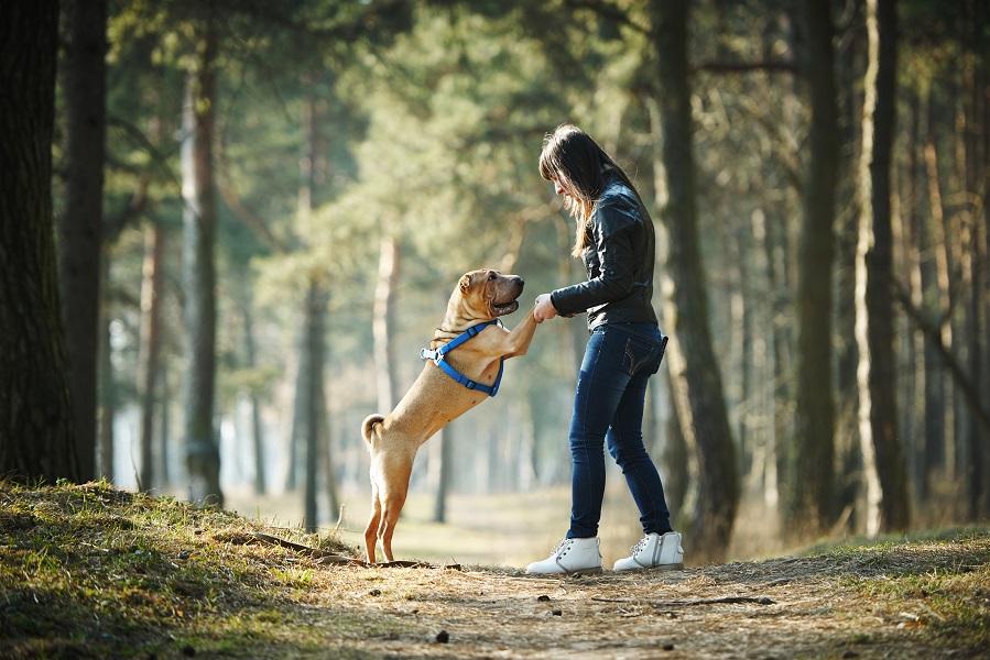 Dicas de adestrador: entenda o que é o reforço positivo