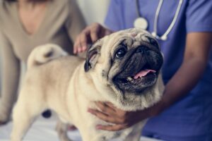 Cachorro pug em consulta no veterinário