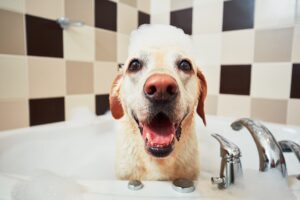 Cachorro tomando banho de banheira, com espuma na cabeça