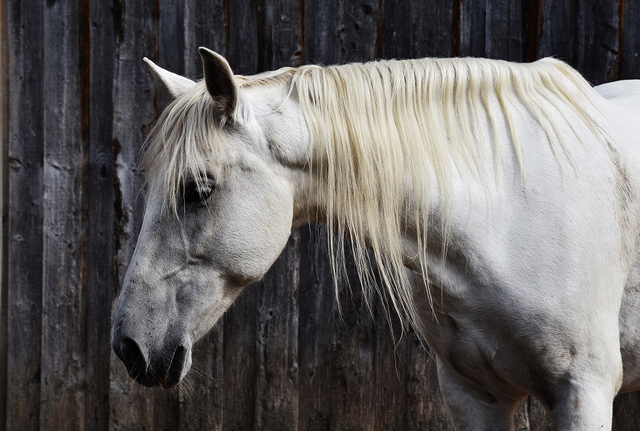 Temperaturas altas provocam a morte de cavalo que transportava