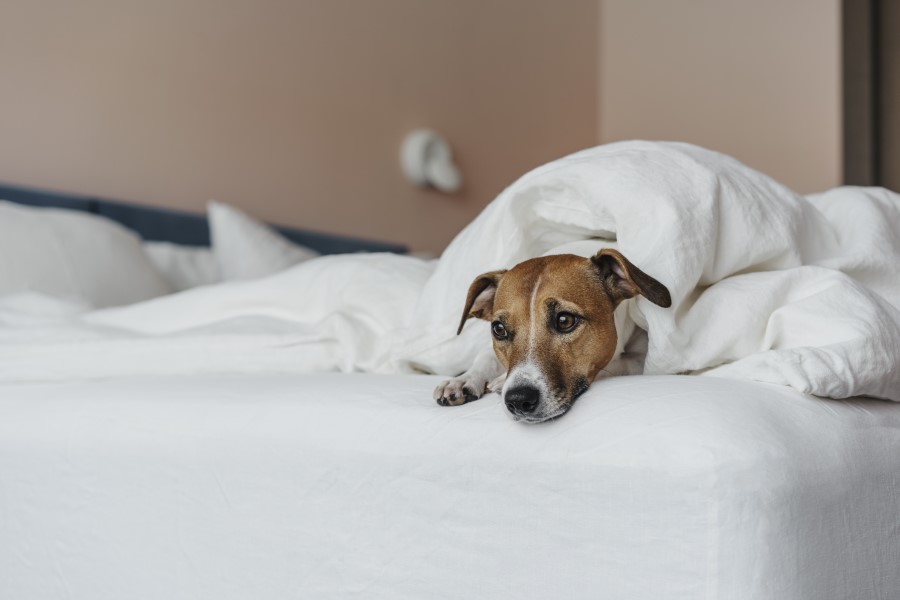 5 doenças comuns em cães no inverno