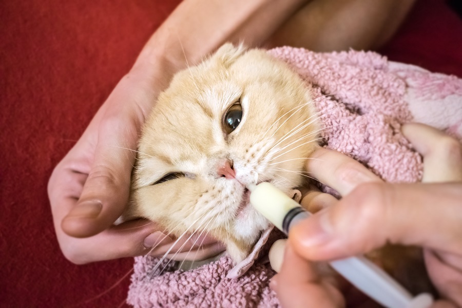 Gato tomando remédio em uma seringa