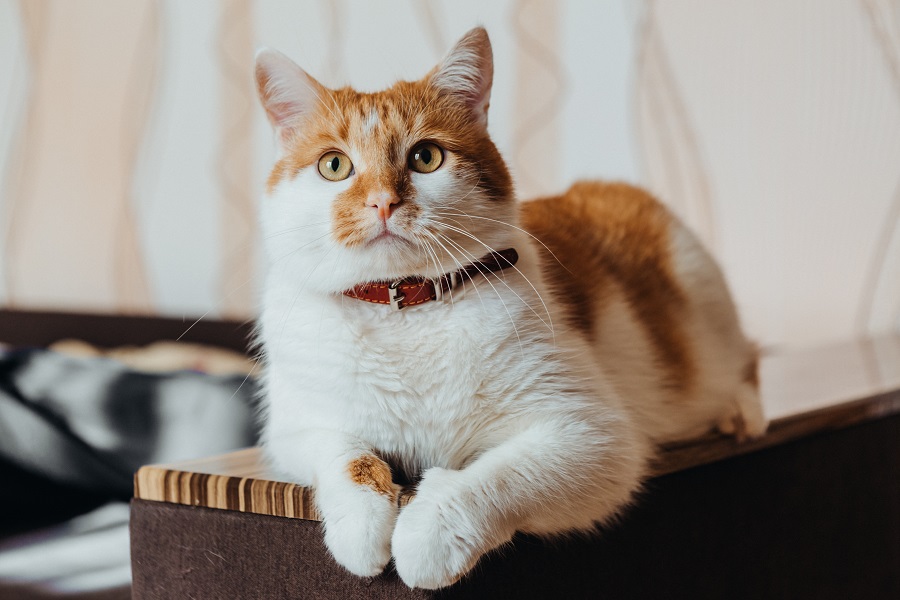 Gato branco com manchas caramelo