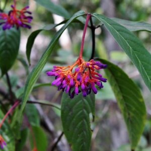 Mata-cavalo, Solanum sisymbrifolium - planta tóxica da famí…