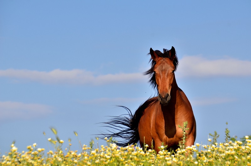 Plantas venenosas para cavalos - Veja quais são - Arquitetura Equestre