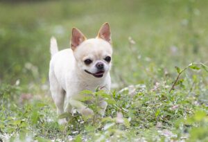 Pequeno cachorro chihuahua correndo na grama.