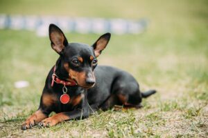 Pequeno cachorro pinscher deitado em gramado