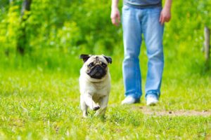 Pequeno cachorro da raça pug correndo em gramado