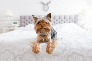 Pequeno cachorro yorkshire deitado em cima da cama