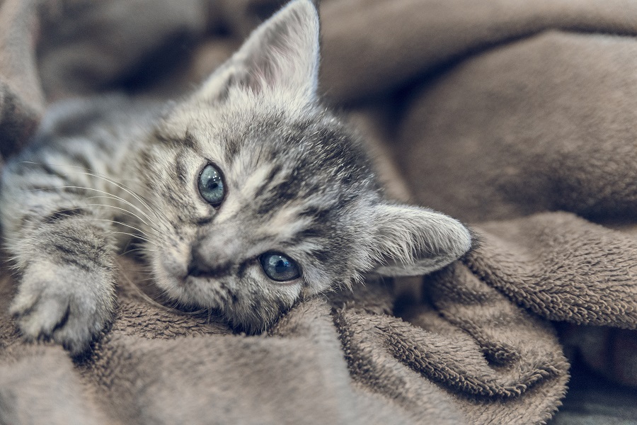 Gato doente, deitado em cobertas.