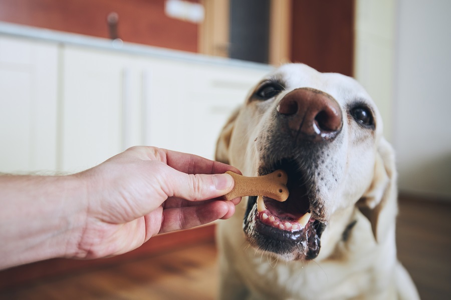 O que cachorro não pode comer? 5 alimentos proibidos para seu pet