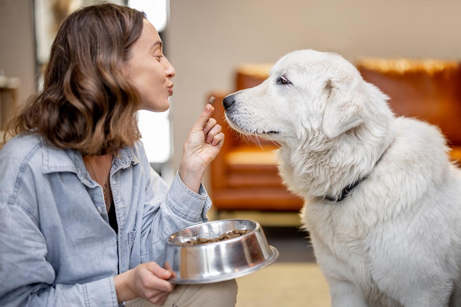 Mulher alimentando seu cachorro branco que sem apetite.