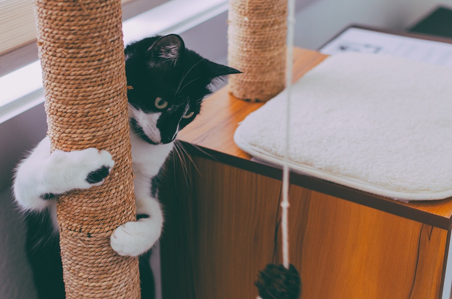 Gato brincando com arranhador. Enriquecimento ambiental