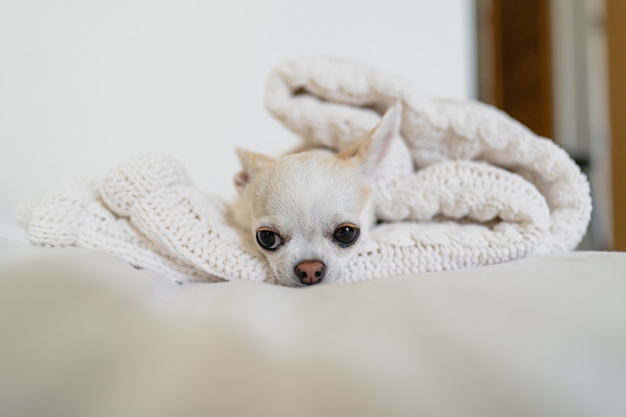 O que é parvovirose?