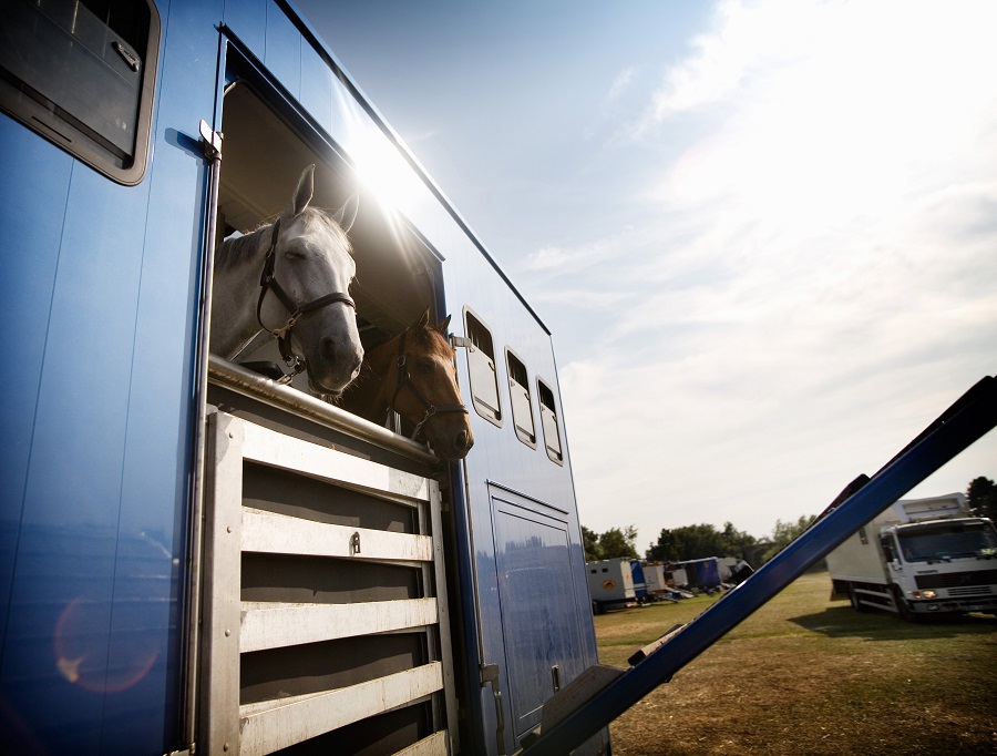 Dois cavalos viajando em trailer