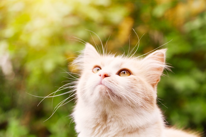 4 cuidados com o seu gato no verão