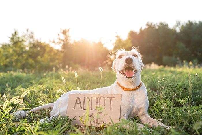 Adoção: você está preparado para cuidar de cachorro ou gato?