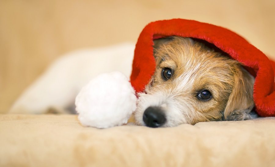 Pets, cuidar dos seus bichinhos nunca foi tão divertido