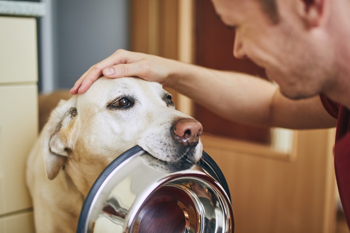 Saiba como escolher o comedouro e bebedouro ideal para seu pet